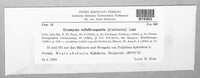 Uromyces trifolii-repentis image